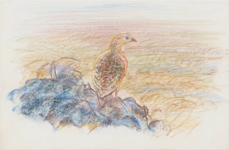 John Olsen: Fjeldrype