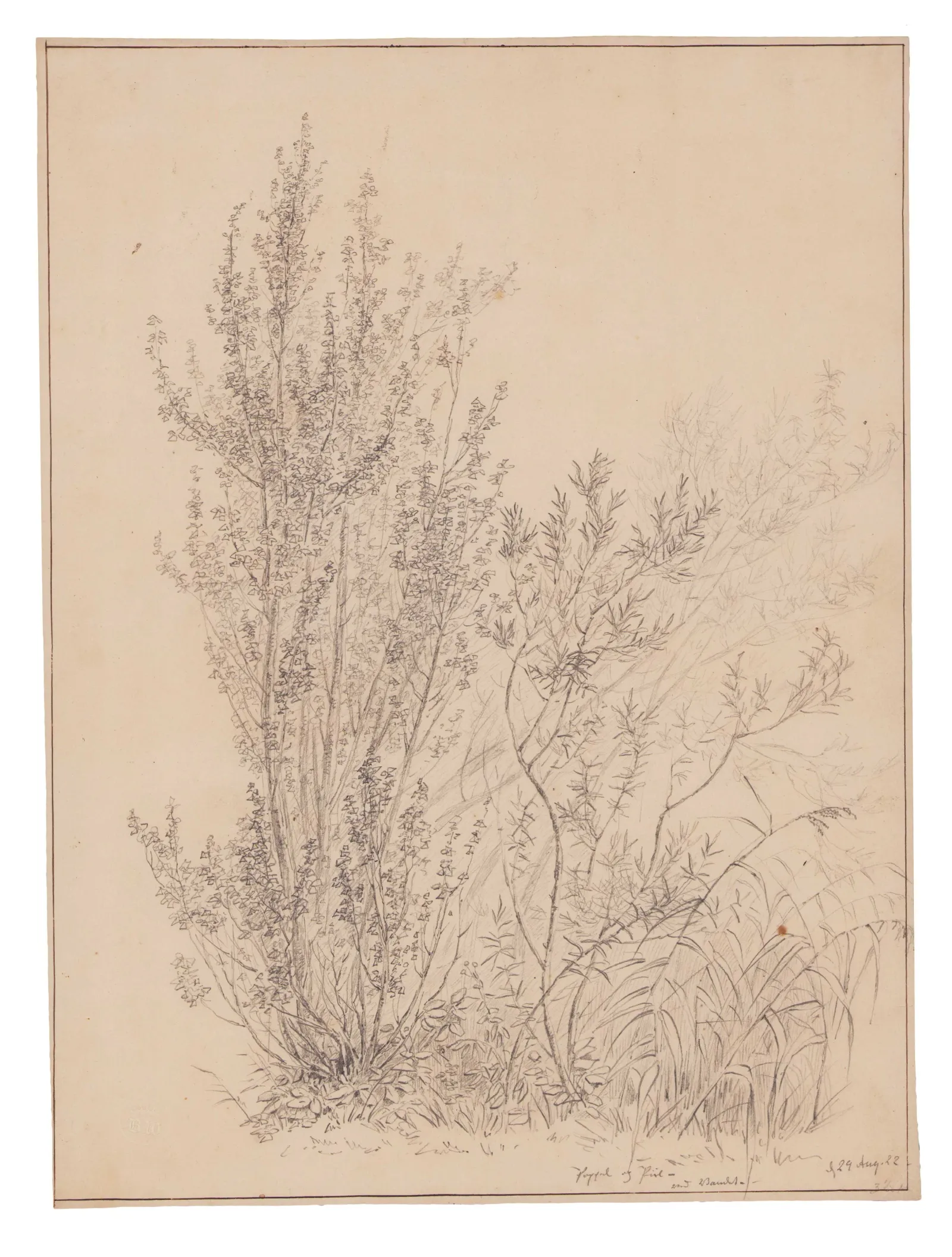 I.P. Møller: Studie af træer og planter, 1822