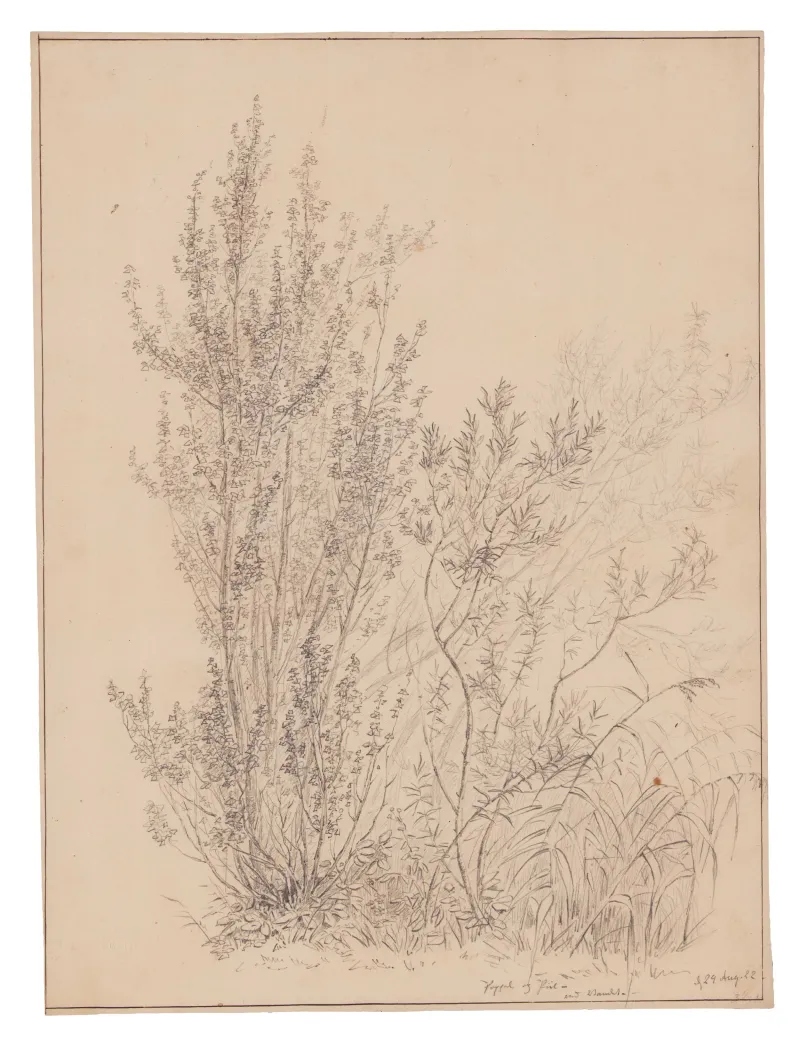 I.P. Møller: Studie af træer og planter, 1822