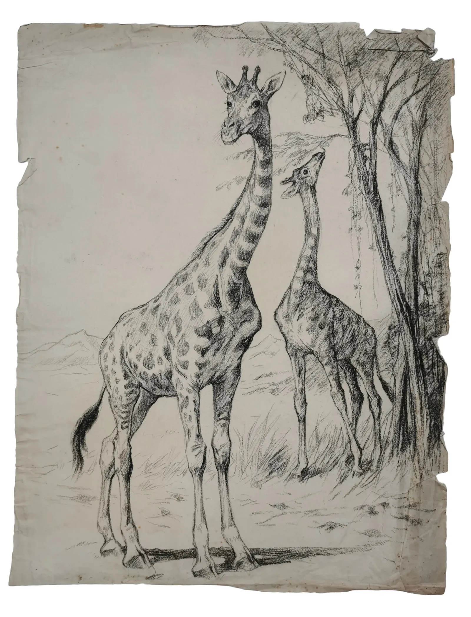 Vilh. Th. Fischer: Giraffer, 1897