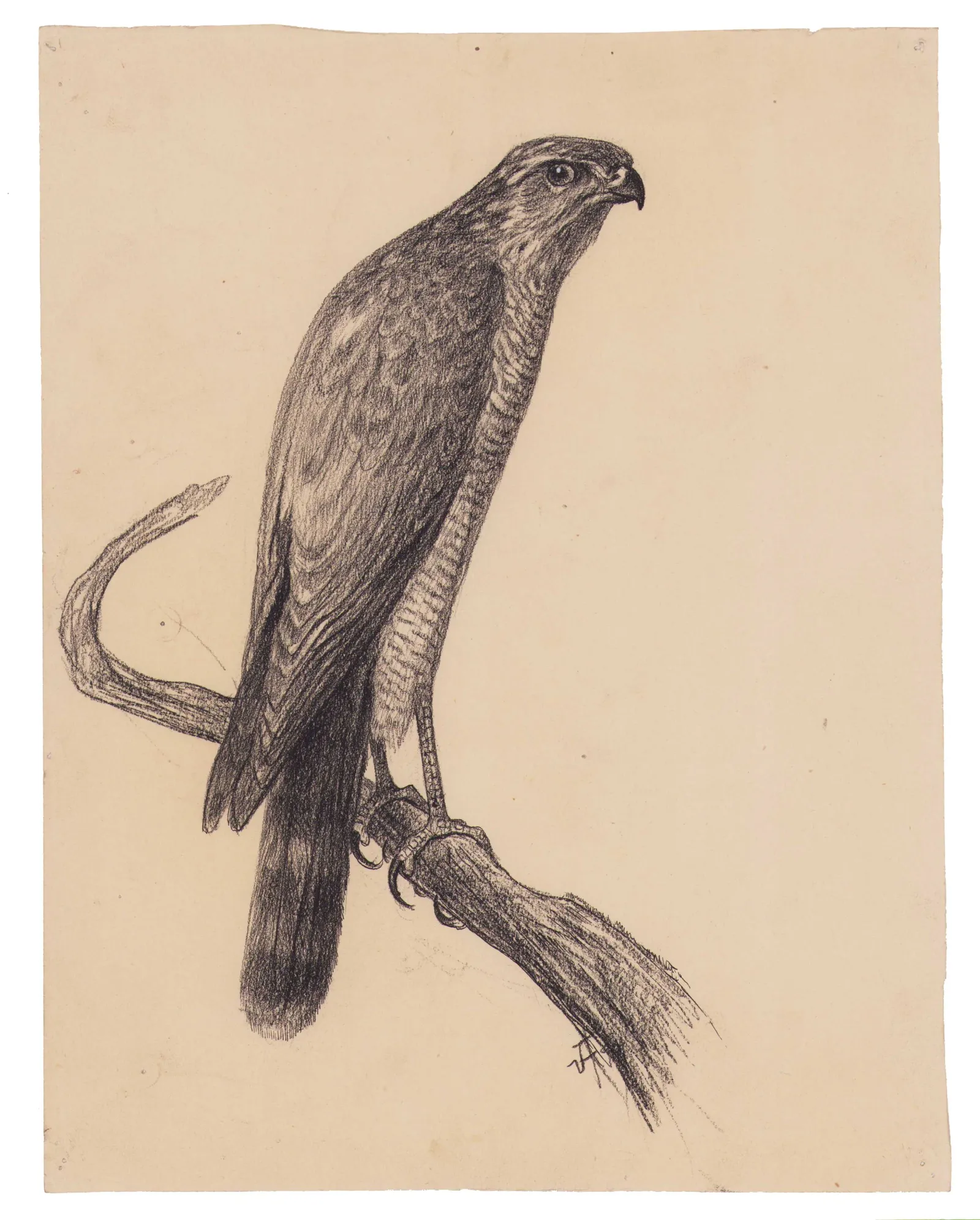 Vilh. Th. Fischer: Spurvehøg, 1897