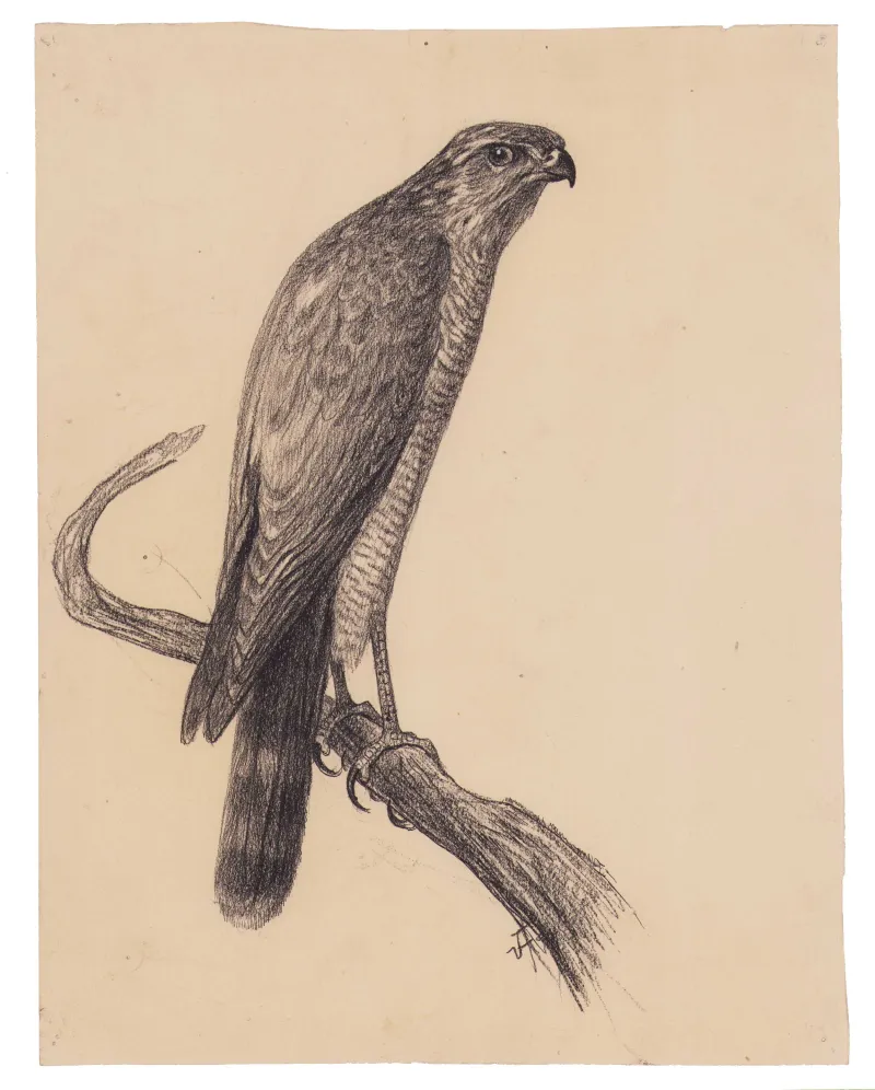 Vilh. Th. Fischer: Spurvehøg, 1897